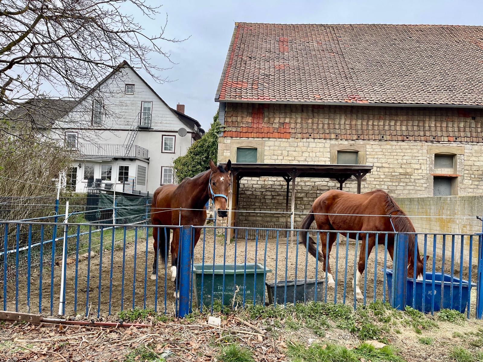 Pferde im Paddock vor historischem Stallgebäude