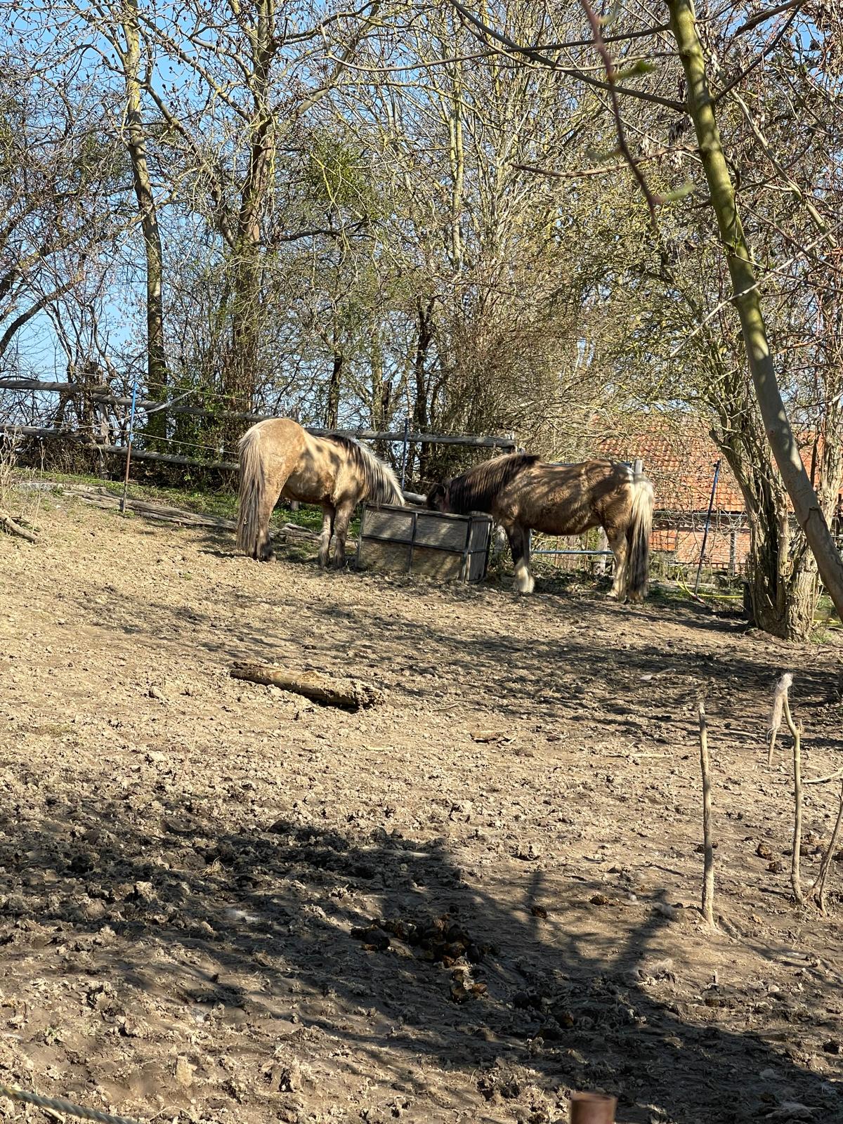 Pferd auf der Weide