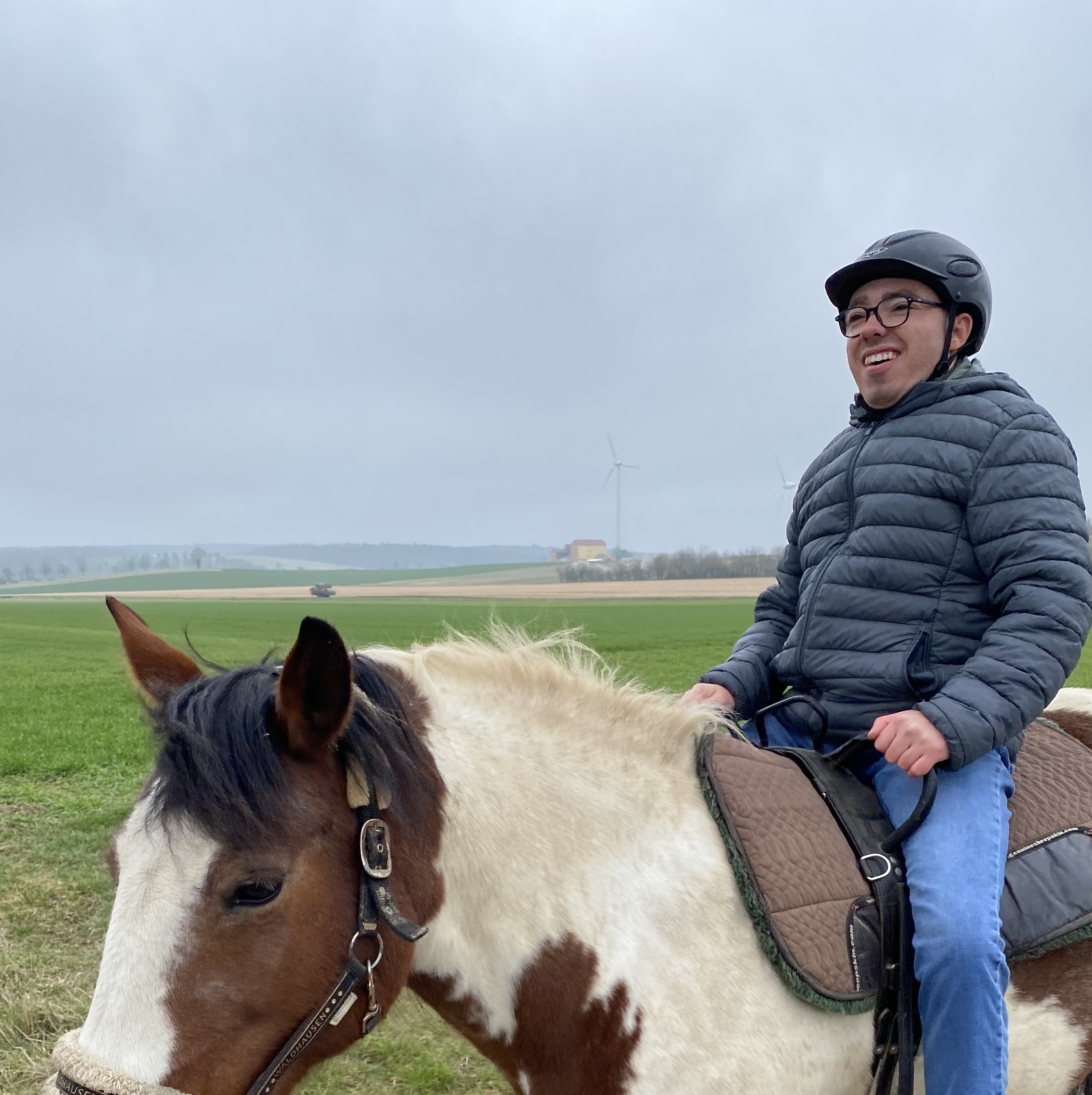 Pferd grast friedlich am Waldrand