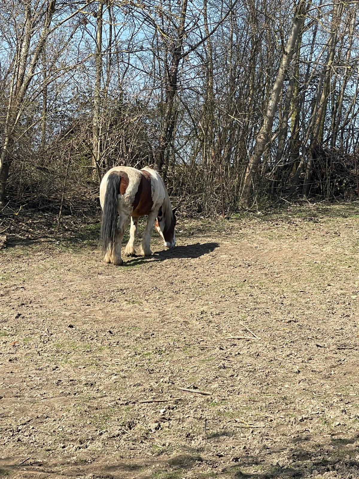 Barrierefreie Therapie - Rollstuhlfahrer mit Pony im Stall